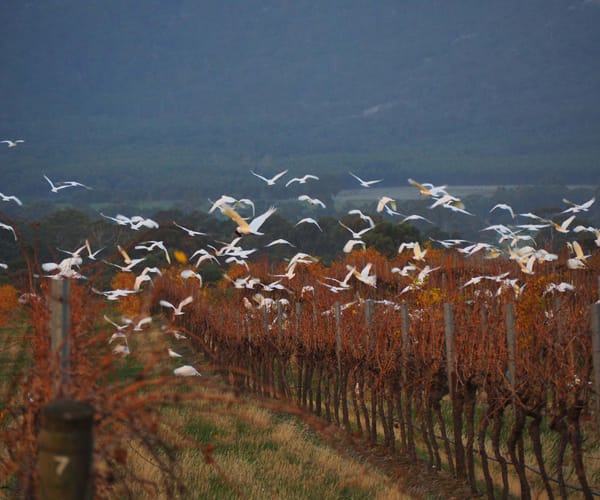 cockatoos flying over vineyard